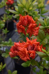 Azalea Melford Flame